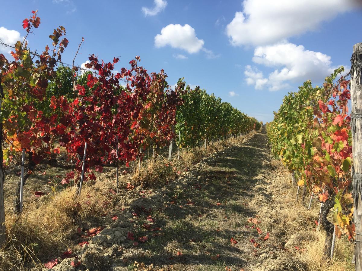 Cascina Valtignosa Camere Con Vigna 카시네 외부 사진